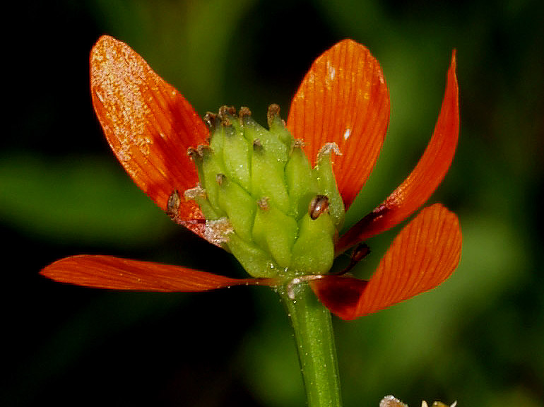 Adonis flammea e A. aestivalis